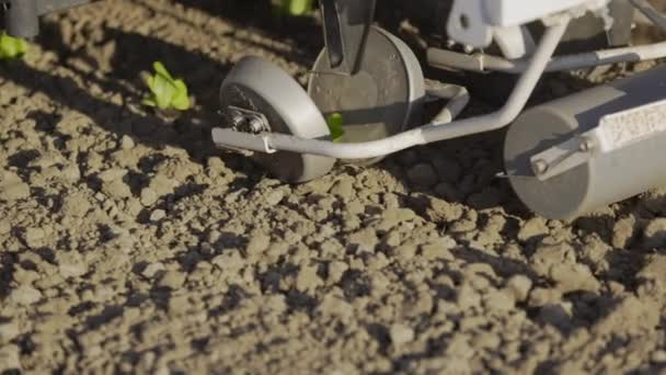 Vegetable Transplanter Machine Inserting Seedlings Ground Vegetable Planting Process Greenhouse — Stock Video
