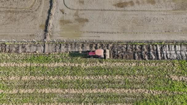Traktör Bir Sonraki Pirinç Ekimine Arazi Hazırlamak Için Dönen Bir — Stok video