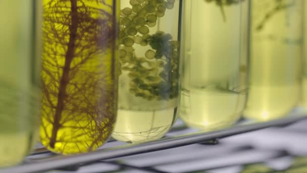 Scientists Researching Algae Energy Reliable Biofuel Source — 图库视频影像