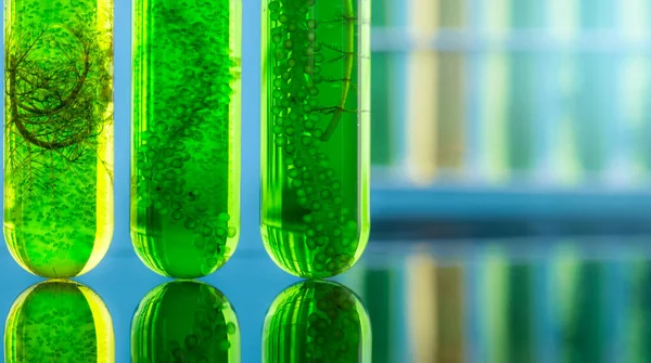 Algae fuel biofuel industry lab researching for alternative to fossil algae fuel or algal biofuel.