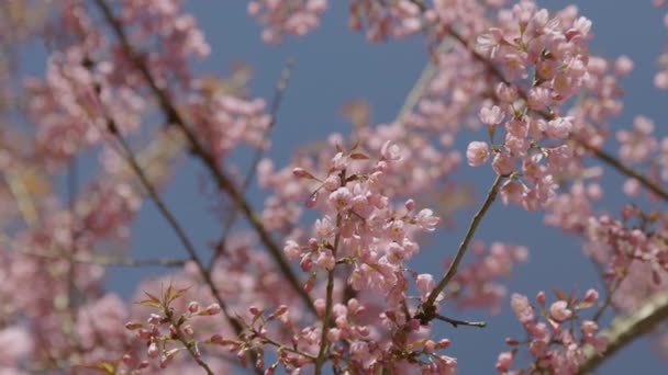 Cherry Blossom Sakura Flowers Garden — Video Stock