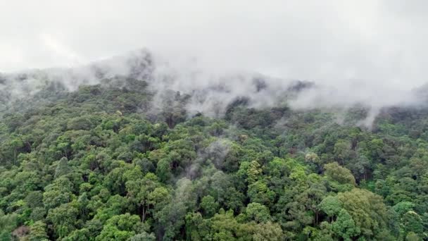 Найбільшою Причиною Втрати Вологих Тропічних Лісів Вирубка Лісів Руйнування Лісів — стокове відео