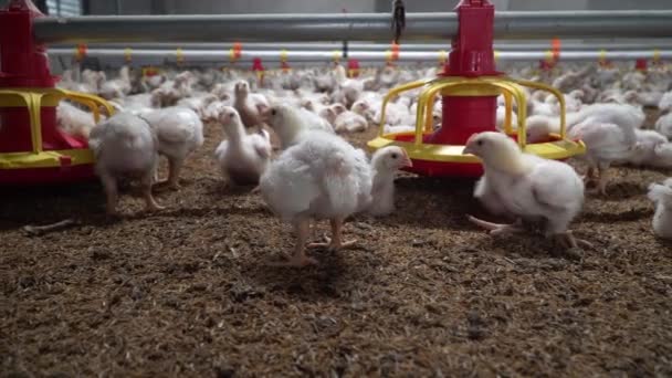 Πουλερικά Κρεατοπαραγωγής Κοτόπουλα Κλειστό Αγρόκτημα Θερμοκρασία Και Έλεγχος Του Φωτός — Αρχείο Βίντεο