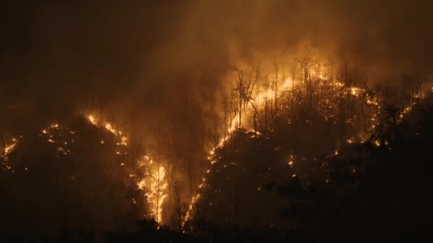 Climate Change Wildfire Disaster Tropical Forest Caused Human Environmental Damage — Stockvideo