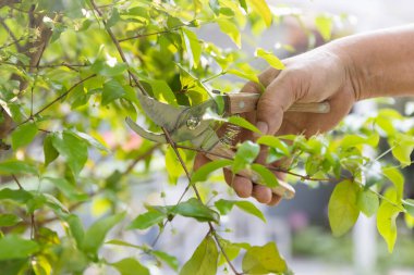 Retirement man cut trim the bush plant in the backyard.