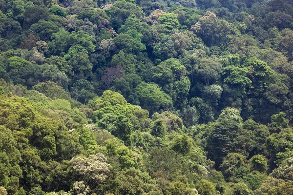 Hutan Tropis Dapat Menyerap Sejumlah Besar Karbon Dioksida Dari Atmosfer — Stok Foto