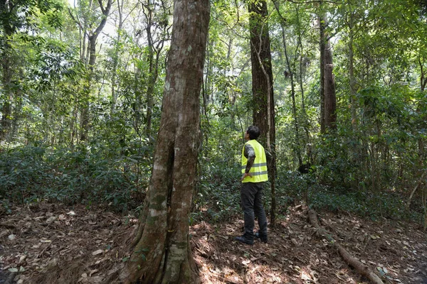 Ecologista Campo Tomando Medidas Carbono Los Bosques Rastreando Las Emisiones —  Fotos de Stock