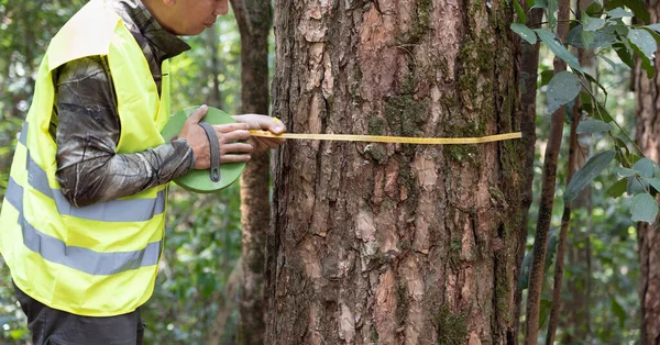 Bosbouwer Meet Stam Van Den Voor Analyse Onderzoek Naar Groei — Stockfoto