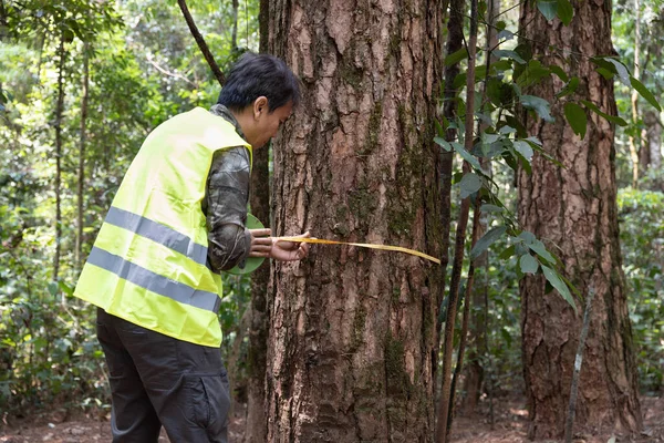 Trabalhador Florestal Está Medindo Tronco Pinho Para Análise Pesquisa Sobre — Fotografia de Stock