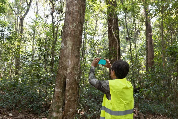 Польовий Еколог Вимірює Вуглець Лісах Відстежує Викиди Парникових Газів Моніторингу — стокове фото