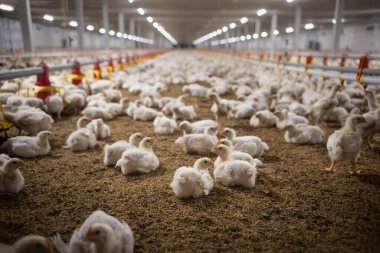 Chicken automatic feeding in close farm, temperature and light control , Thailand.