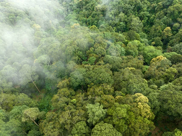 우림은 대기중의 이산화 탄소를 흡수할 수있다 — 스톡 사진