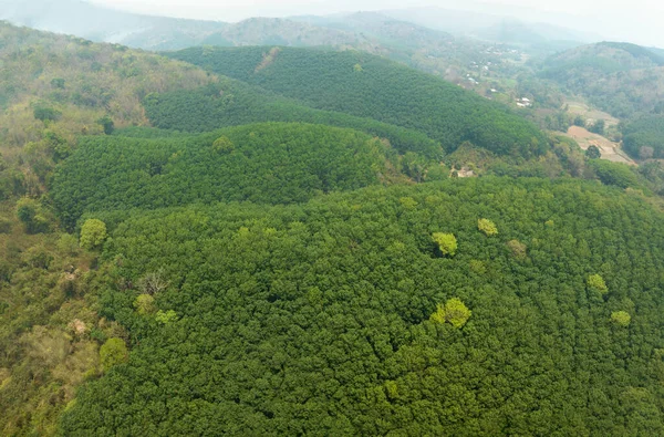 Vue Aérienne Plantation Caoutchouc Hevea Brasiliensis Sur Montagne Thaïlande — Photo