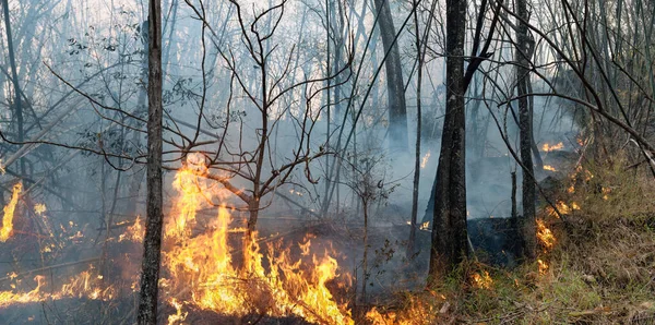 Cambio Climático Los Incendios Forestales Liberan Emisiones Dióxido Carbono Co2 — Foto de Stock