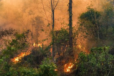 Tropical forest fires are negatively impact their ecological in seasonally dry tropical ecosystems in southeast asia. clipart