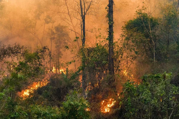 Πυρκαγιές Τροπικών Δασών Έχουν Αρνητικές Επιπτώσεις Στην Οικολογία Τους Εποχικώς — Φωτογραφία Αρχείου