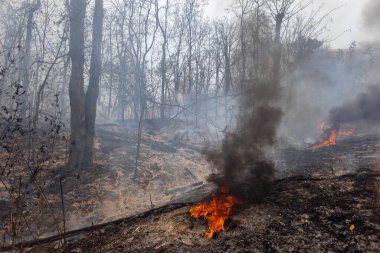 Climate change, Wildfires release carbon dioxide (CO2) emissions and other greenhouse gases (GHG) that contribute to climate change and global warming.