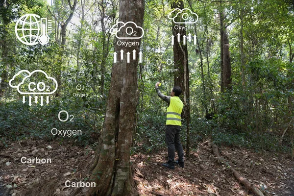 Szabadföldi Ökológus Intézkedéseket Hoz Erdők Szén Dioxid Kibocsátására Nyomon Követi — Stock Fotó