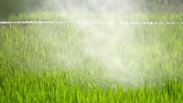 Agricultura Drone Pulverización Fertilizantes Productos Químicos Campo Agrícola Cultivado Insecticidas — Vídeos de Stock