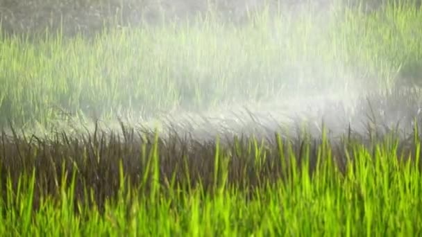 农业无人机在耕地上喷洒化肥或化学品 除草剂 杀真菌剂或除草剂 — 图库视频影像