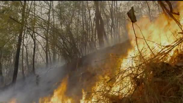 熱帯雨林火災は東南アジアの季節的に乾燥した熱帯生態系で生態系に悪影響を及ぼします — ストック動画