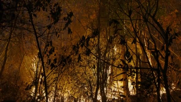 Cambio Climático Los Incendios Forestales Liberan Emisiones Dióxido Carbono Co2 — Vídeos de Stock