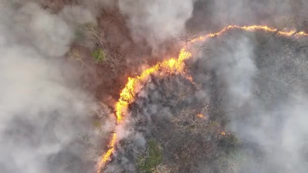 Изменение Климата Лесные Пожары Высвобождают Выбросы Углекислого Газа Co2 Других — стоковое видео