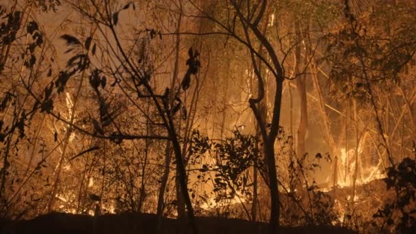 Изменение Климата Лесные Пожары Высвобождают Выбросы Углекислого Газа Co2 Других — стоковое видео