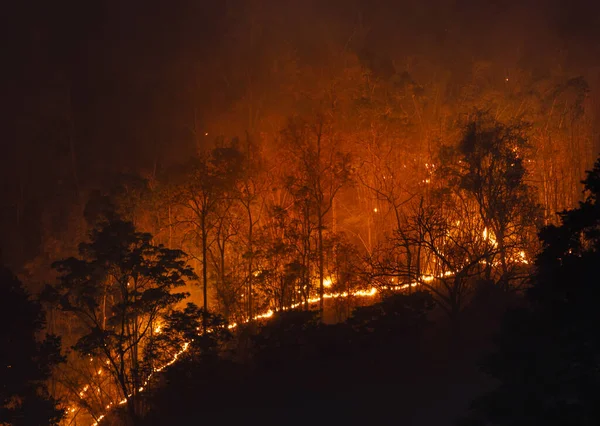 Tropikal Orman Yangınları Güneydoğu Asya Daki Mevsimsel Olarak Kuru Tropikal — Stok fotoğraf