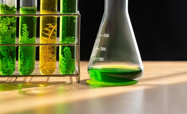 Laboratorio Industria Biocombustibles Para Combustibles Algas Que Investiga Alternativas Combustibles — Foto de Stock
