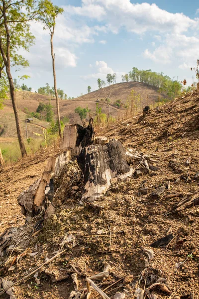 Avskogning Den Antropogena Källan Till Atmosfäriska Koldioxidutsläpp Orsakade Klimatförändringen — Stockfoto