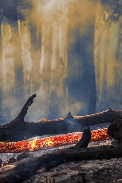 Сухая Погода Эль Ниньо Приводит Росту Лесных Пожаров Юго Восточной — стоковое фото