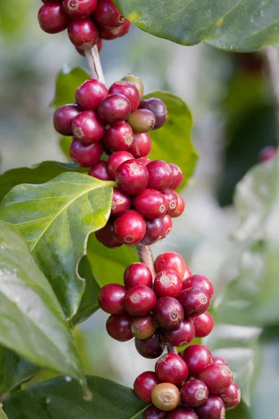 Kuzey Tayland Ağaçta Olgunlaşan Kahve Çekirdekleri — Stok fotoğraf