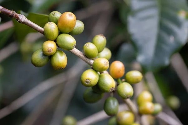 Zelená Arabská Kávová Zrna Stromě Severu Thajska — Stock fotografie