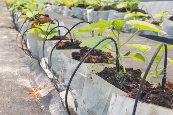 Tropfbewässerung Ist Eine Effiziente Methode Zur Bewässerung Von Gewächshauspflanzen — Stockfoto