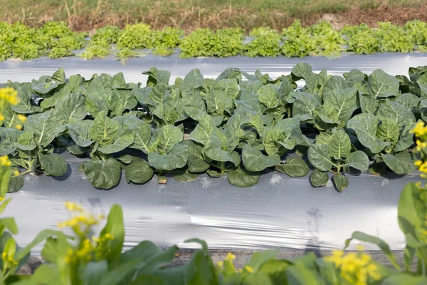 Farmers Use Plastic Films Weed Control Vegetable Garden — Stockfoto