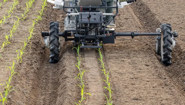 地面に苗を挿入する甘いトウモロコシ移植機 — ストック写真