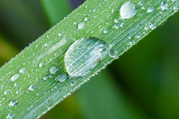 Fresh Large Drop Morning Dew Nature — Stock Photo, Image