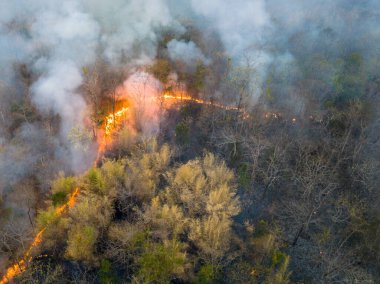 İklim değişikliği ve küresel ısınmaya katkıda bulunan karbondioksit (CO2) emisyonları Tropikal orman yangınları tarafından serbest bırakılır.