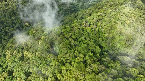 Florestas Tropicais Podem Absorver Grandes Quantidades Dióxido Carbono Atmosfera — Fotografia de Stock