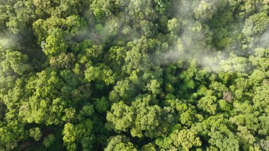 Tropikal ormanlar atmosferden büyük miktarlarda karbondioksit emebilir..
