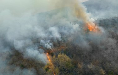 El Nino hava durumu fenomeni güneydoğu Asya 'da kuraklığa ve orman yangınlarına yol açtı..
