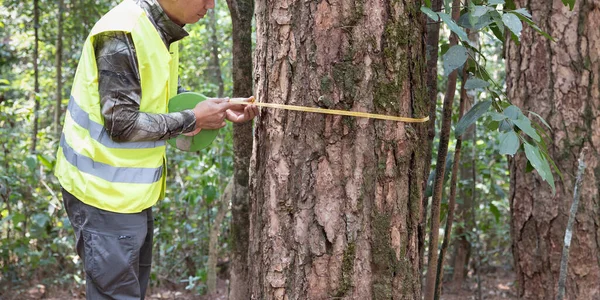 Déforestation Est Source Anthropique Des Émissions Atmosphériques Dioxyde Carbone Responsables — Photo