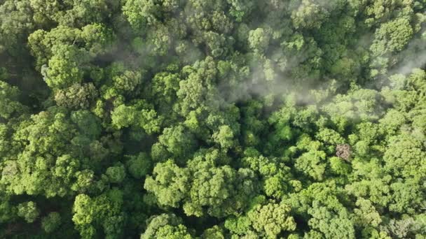 Tropisch Regenwoudverlies Zuidoost Azië Als Gevolg Van Ontbossing Landbouw Milieuschade — Stockvideo