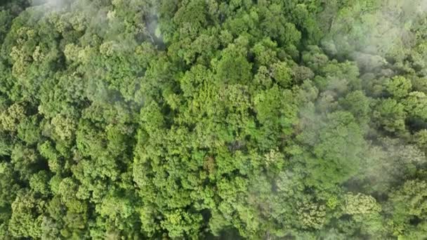 Tropiske Skove Kan Absorbere Store Mængder Kuldioxid Fra Atmosfæren – Stock-video