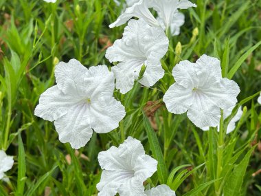 Cüce Beyaz Ruellia, Beyaz Meksika petunyası veya Katie Dwarf White, bahçede açan bir çiçektir..