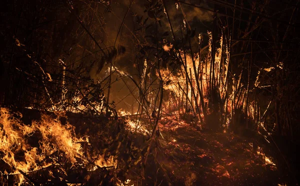 風の強い日に一緒に竹をこすり森林火災の原因 — ストック写真