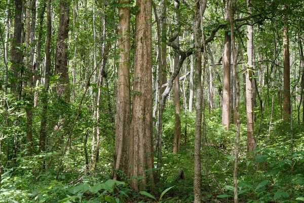 Foresta Dipterocarpo Deciduo Nel Sud Est Asiatico — Foto Stock