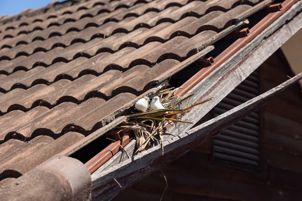Birds Nesting Old Roof Loose Broken Tiles Eaves — Stock Photo, Image