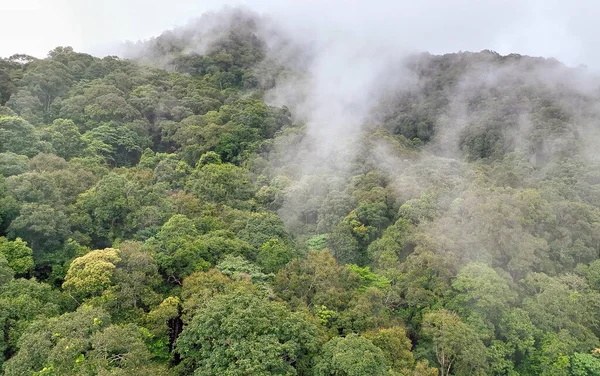 Les Forêts Tropicales Peuvent Absorber Grandes Quantités Dioxyde Carbone Atmosphère — Photo